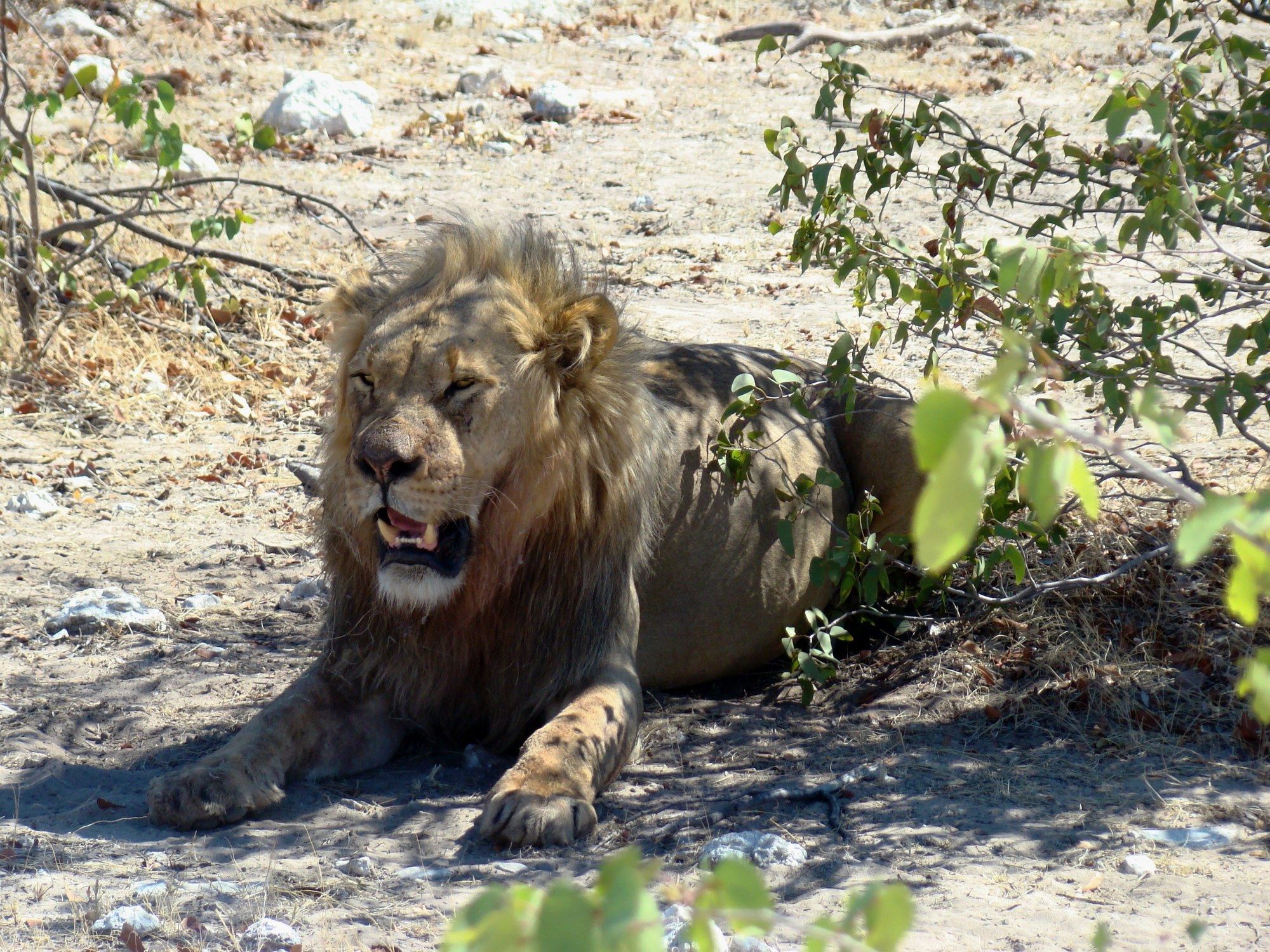 Gondwana Etosha Safari Lodge Okaukuejo Eksteriør bilde